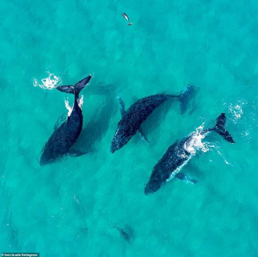 Especially impressionable people should definitely watch it! Fascinating Australia through the lens of a drone