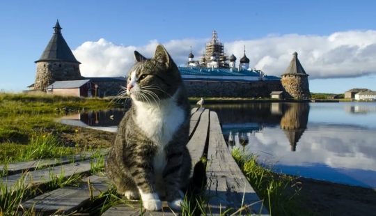Esponjoso tesoro: en caso de que Rusia se ha comprometido gatos y por qué son tan amado
