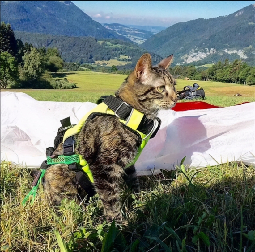 Esquí, surf, paracaidismo: el gato de Instagram vive cien veces más interesante que tú