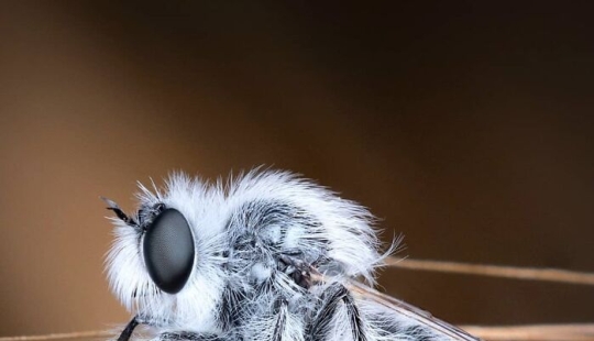 Esta cuenta está dedicada a la fotografía macro y aquí están las 13 mejores tomas compartidas