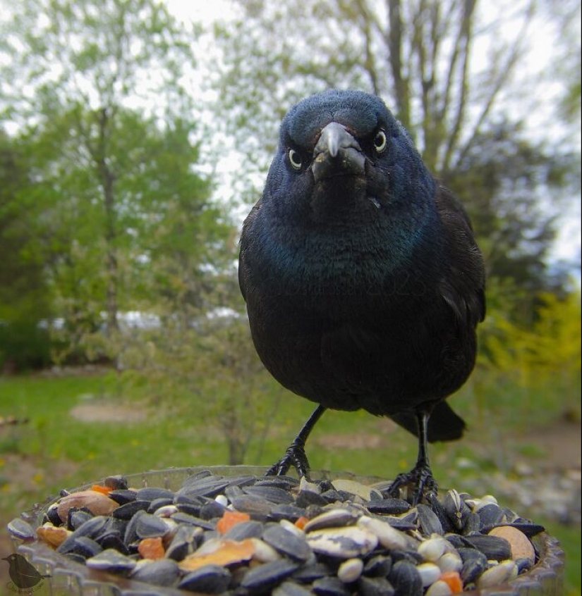 Esta curiosa mujer instaló una cámara en un comedero para pájaros para ver quién pasaba por allí