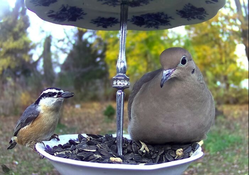 Esta curiosa mujer instaló una cámara en un comedero para pájaros para ver quién pasaba por allí