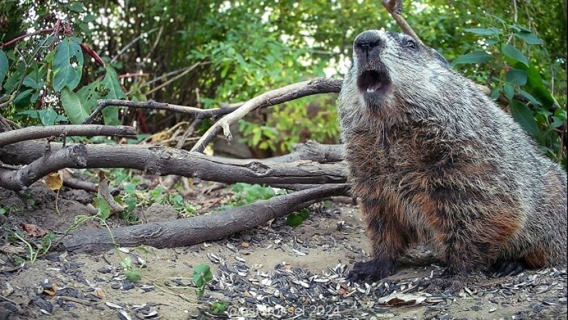 Esta curiosa mujer instaló una cámara en un comedero para pájaros para ver quién pasaba por allí