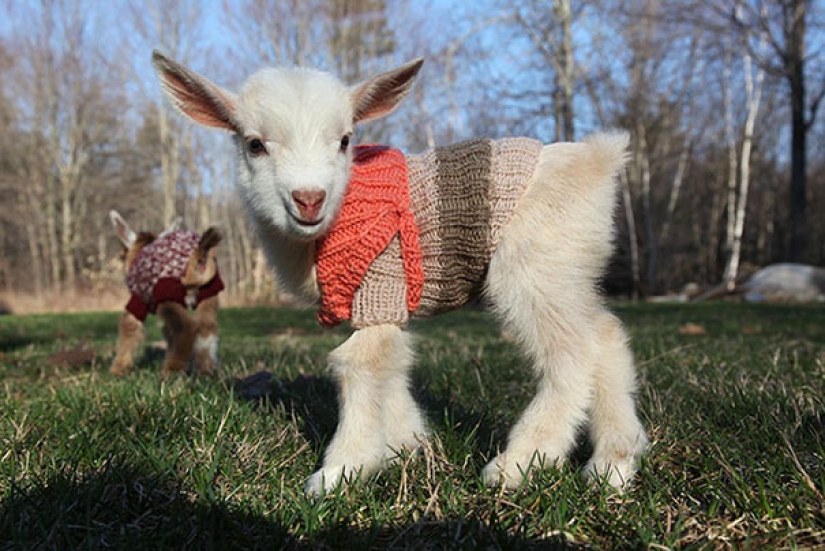 Estas 20 fotos de animales increíblemente lindos en suéteres te mantendrán caliente