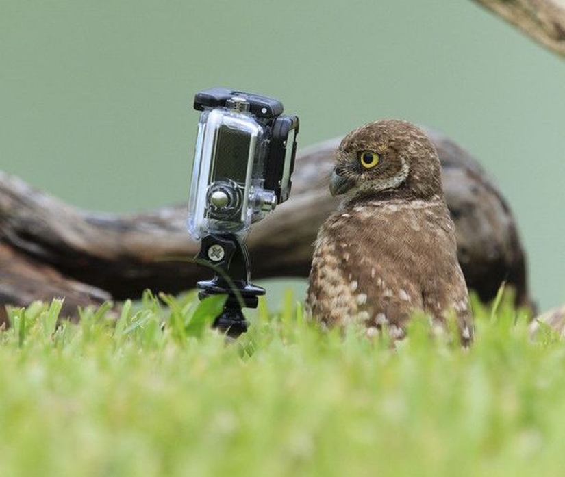 Estas son las 100 fotos más valiosas de búhos de todos los tiempos