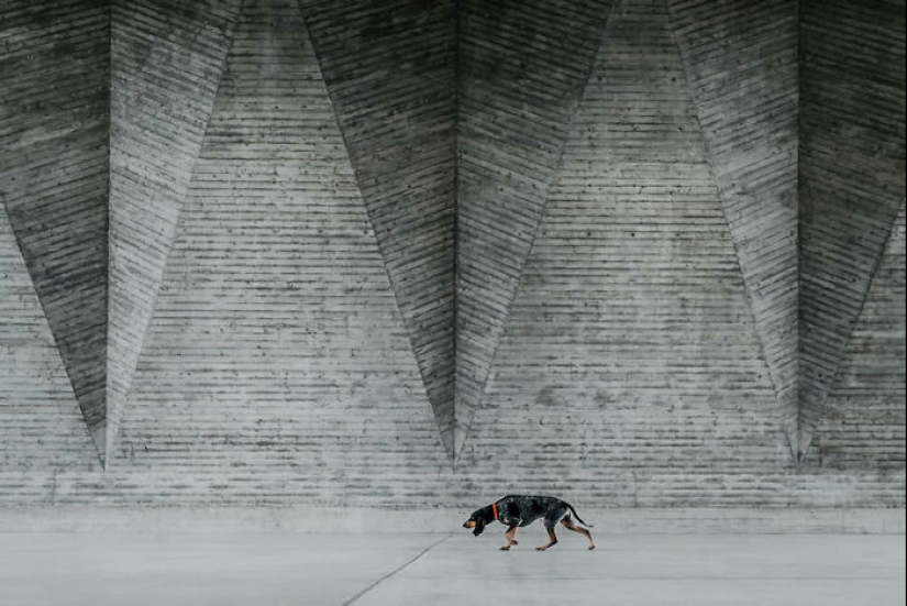 Estas son las 19 mejores fotografías de 2024, según los premios Dog Photography Awards