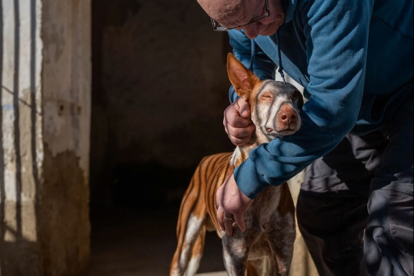 Estas son las 19 mejores fotografías de 2024, según los premios Dog Photography Awards