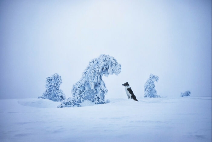 Estas son las 19 mejores fotografías de 2024, según los premios Dog Photography Awards