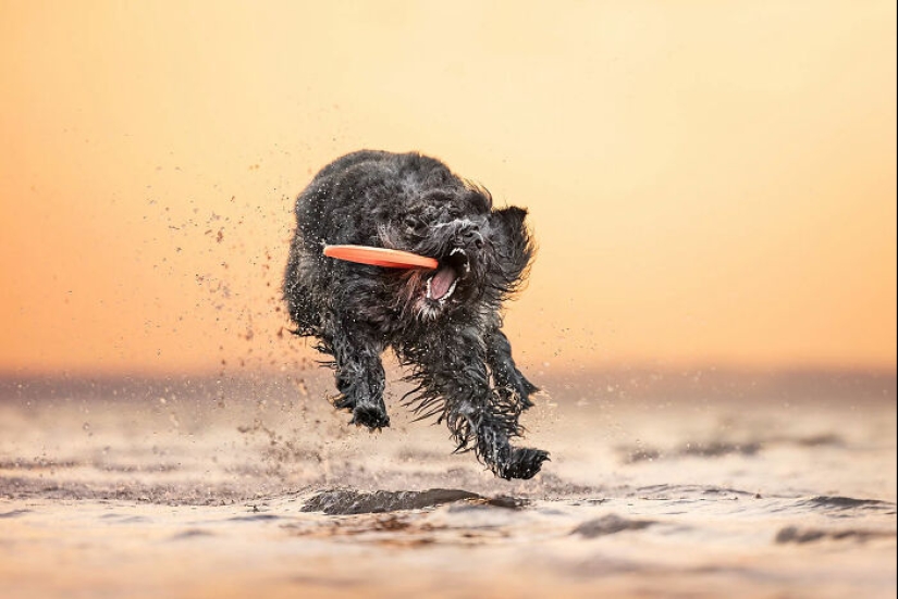 Estas son las 19 mejores fotografías de 2024, según los premios Dog Photography Awards