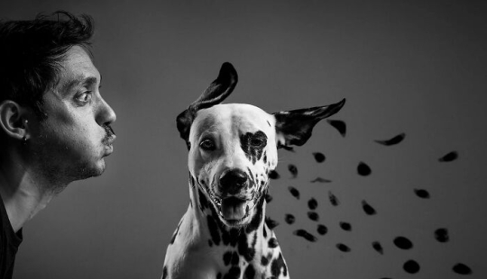 Estas son las 19 mejores fotografías de 2024, según los premios Dog Photography Awards