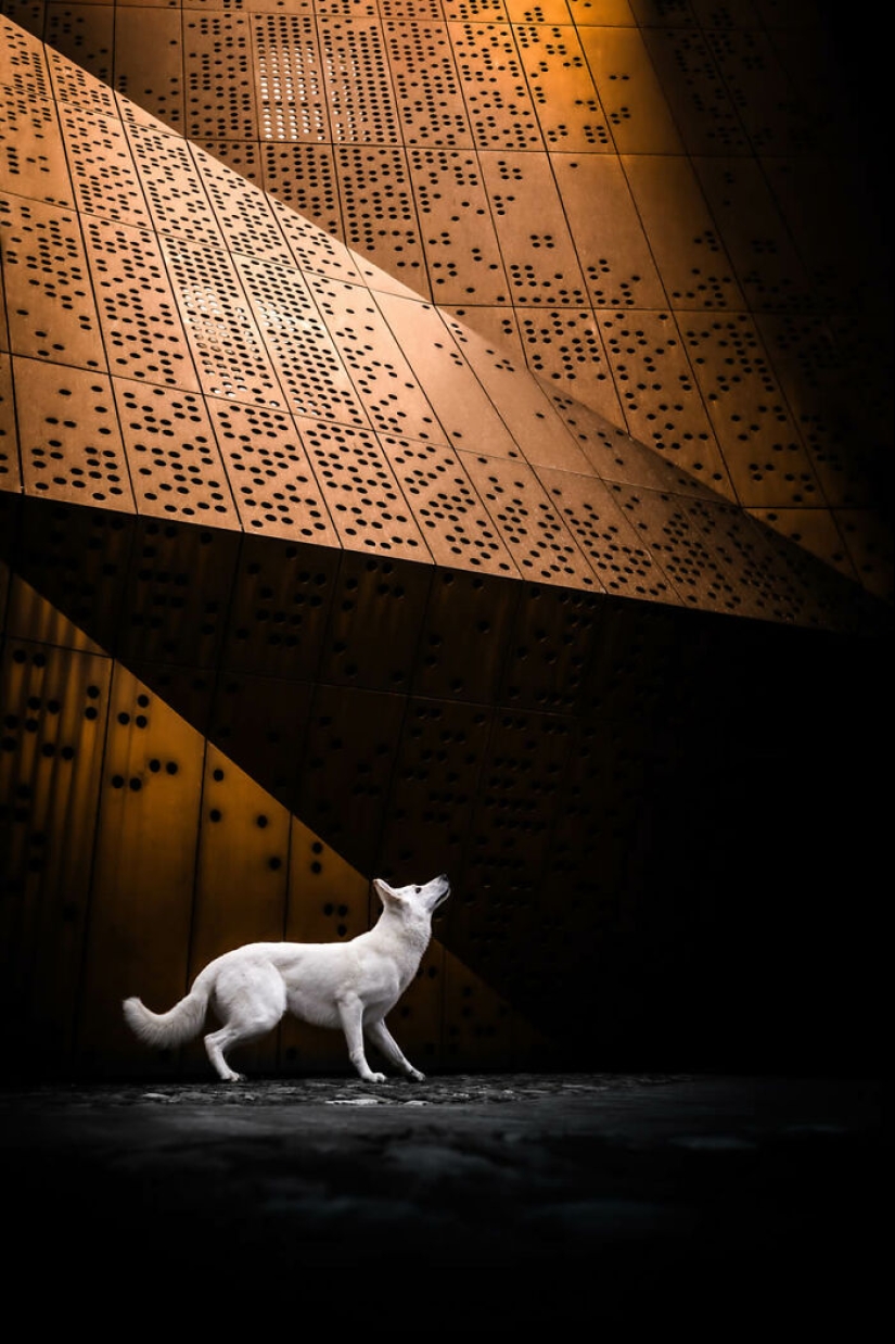 Estas son las 19 mejores fotografías de 2024, según los premios Dog Photography Awards