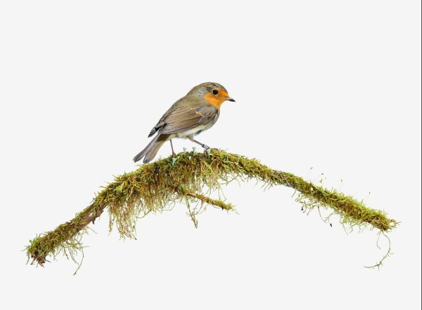 Este artista fotografía pájaros en plantas y ramas en un estudio.