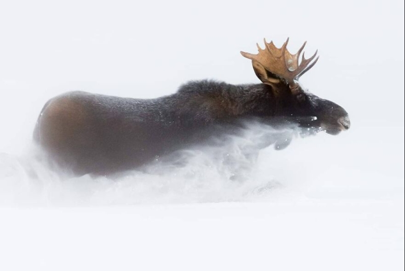 Este fotógrafo capturó 11 momentos inolvidables con vida silvestre.