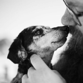 Este fotógrafo captura a personas con sus mascotas antes de cruzar el “Puente del Arcoíris”