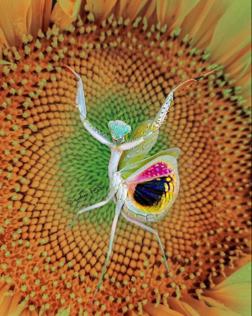 Este fotógrafo revela el fascinante mundo de los insectos con estas 15 fotografías macro