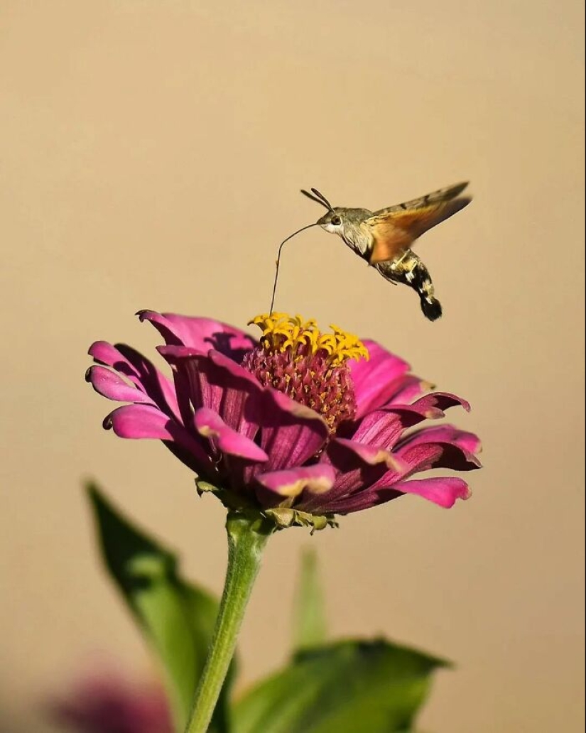 Este fotógrafo revela el fascinante mundo de los insectos con estas 15 fotografías macro