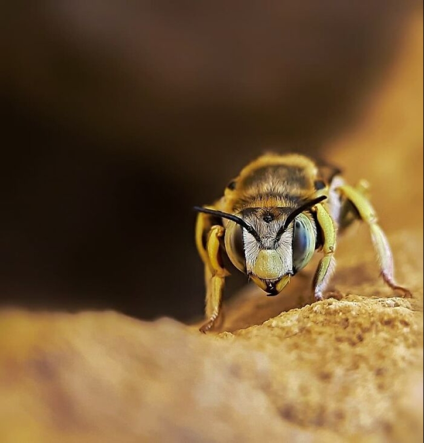 Este fotógrafo revela el fascinante mundo de los insectos con estas 15 fotografías macro