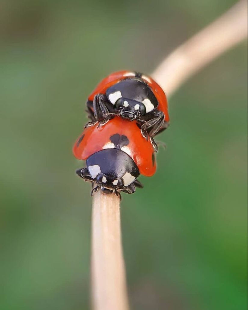 Este fotógrafo revela el fascinante mundo de los insectos con estas 15 fotografías macro