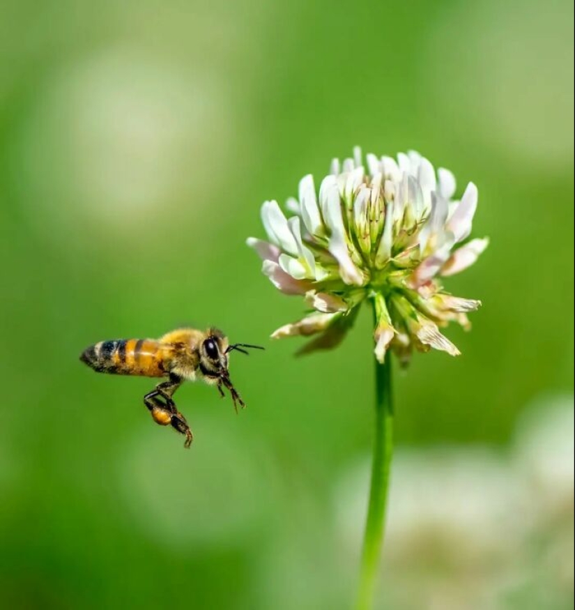 Este fotógrafo revela el fascinante mundo de los insectos con estas 15 fotografías macro