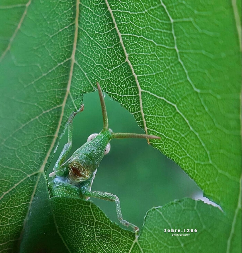 Este fotógrafo revela el fascinante mundo de los insectos con estas 15 fotografías macro