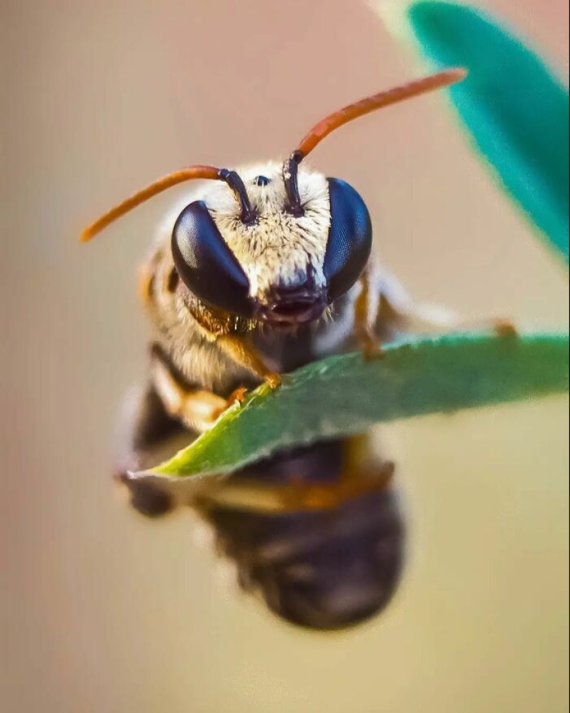 Este fotógrafo revela el fascinante mundo de los insectos con estas 15 fotografías macro