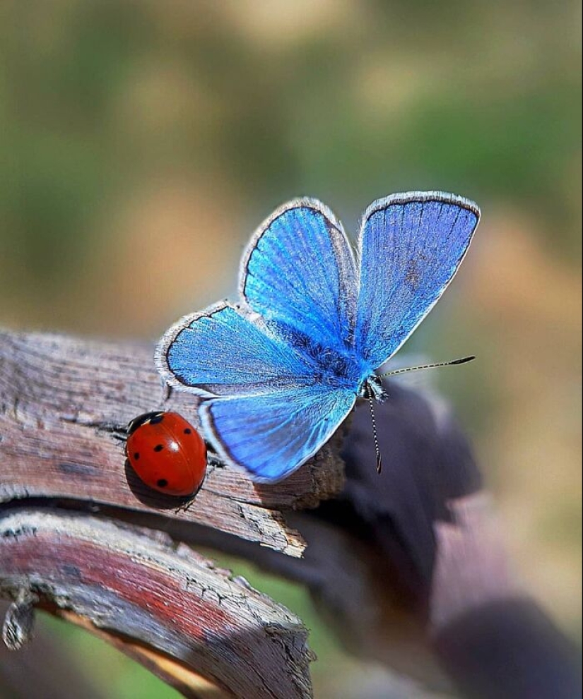 Este fotógrafo revela el fascinante mundo de los insectos con estas 15 fotografías macro