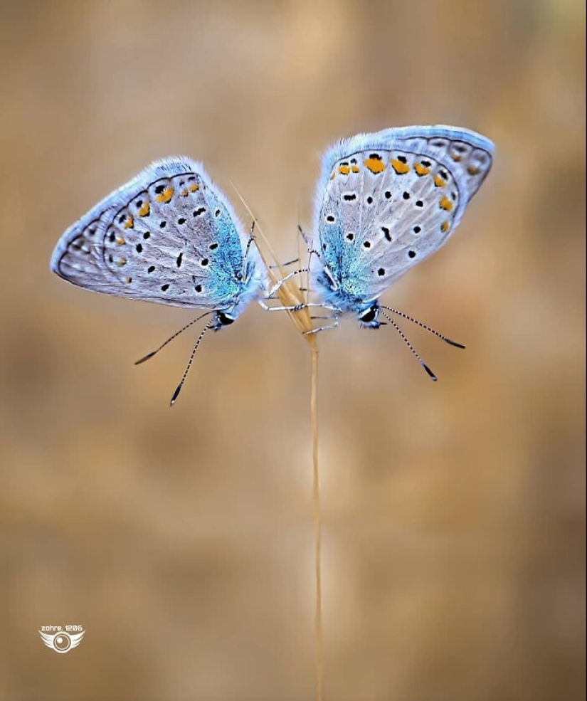 Este fotógrafo revela el fascinante mundo de los insectos con estas 15 fotografías macro