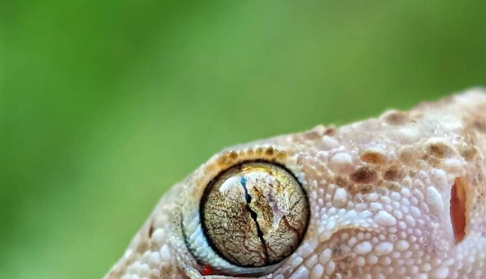 Este fotógrafo revela el fascinante mundo de los insectos con estas 15 fotografías macro