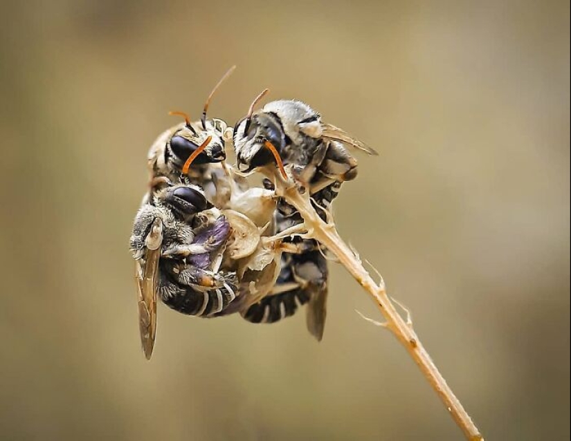 Este fotógrafo revela el fascinante mundo de los insectos con estas 15 fotografías macro