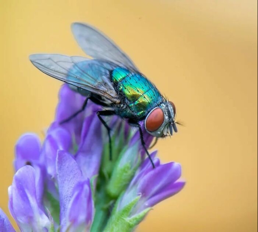 Este fotógrafo revela el fascinante mundo de los insectos con estas 15 fotografías macro