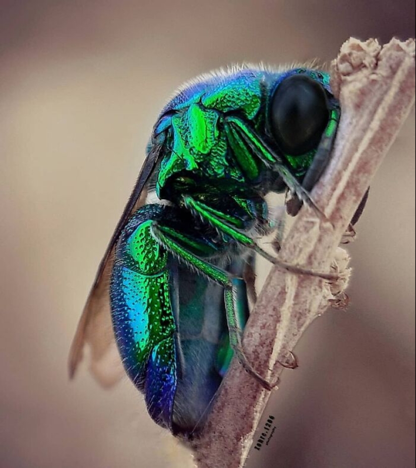 Este fotógrafo revela el fascinante mundo de los insectos con estas 15 fotografías macro