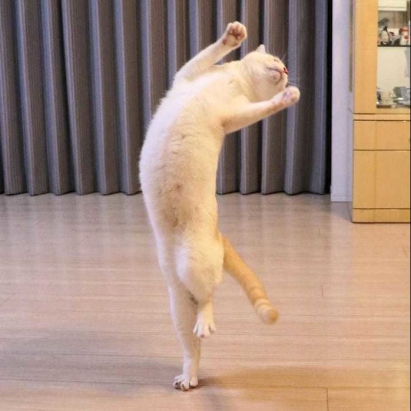 Este gato de Japón baila mucho más fresco que tú, y aquí hay 25 pruebas