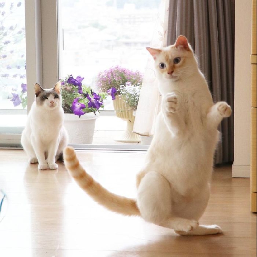 Este gato de Japón baila mucho más fresco que tú, y aquí hay 25 pruebas