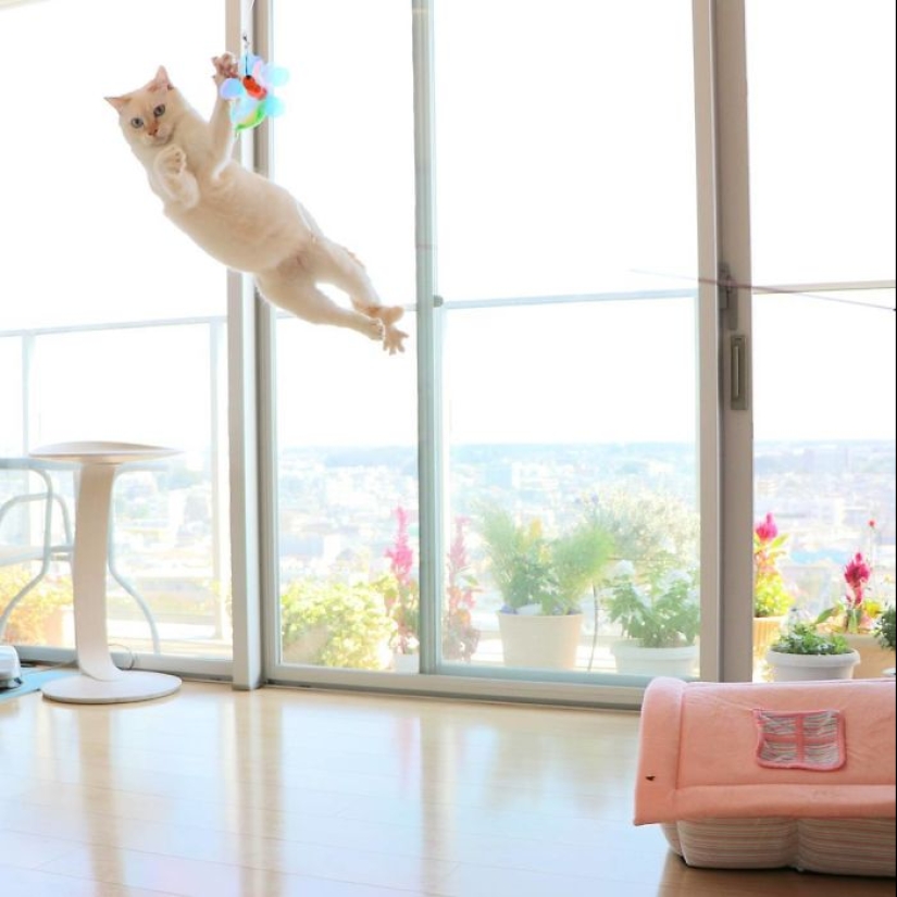 Este gato de Japón baila mucho más fresco que tú, y aquí hay 25 pruebas