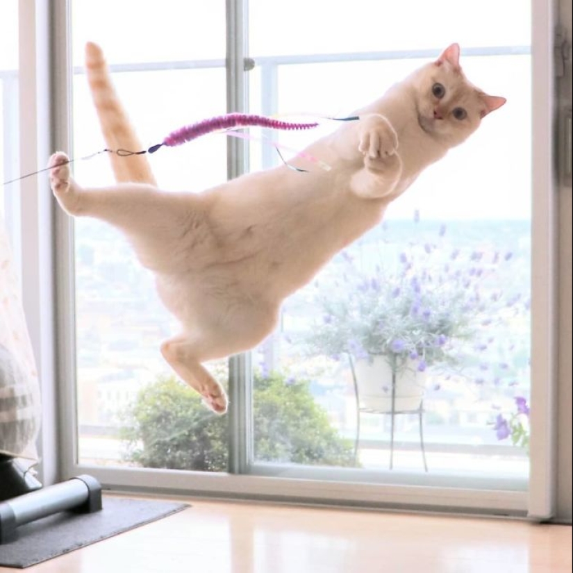 Este gato de Japón baila mucho más fresco que tú, y aquí hay 25 pruebas