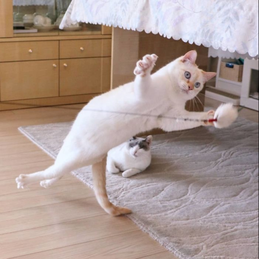 Este gato de Japón baila mucho más fresco que tú, y aquí hay 25 pruebas