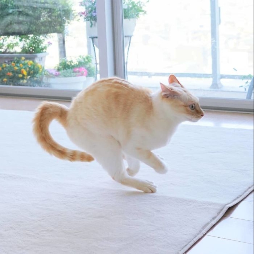 Este gato de Japón baila mucho más fresco que tú, y aquí hay 25 pruebas