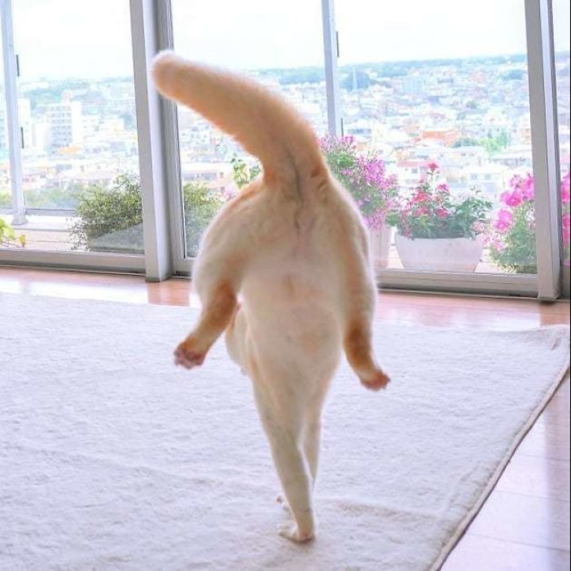 Este gato de Japón baila mucho más fresco que tú, y aquí hay 25 pruebas