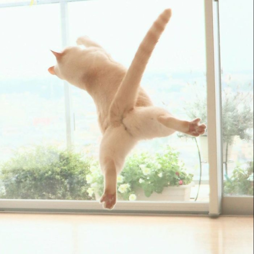 Este gato de Japón baila mucho más fresco que tú, y aquí hay 25 pruebas