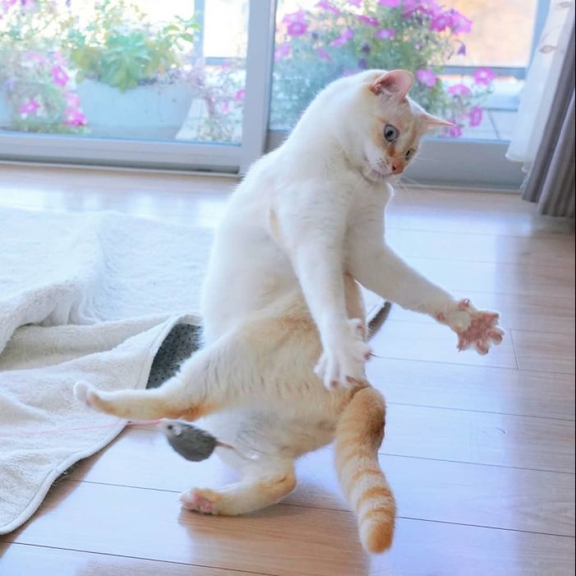 Este gato de Japón baila mucho más fresco que tú, y aquí hay 25 pruebas