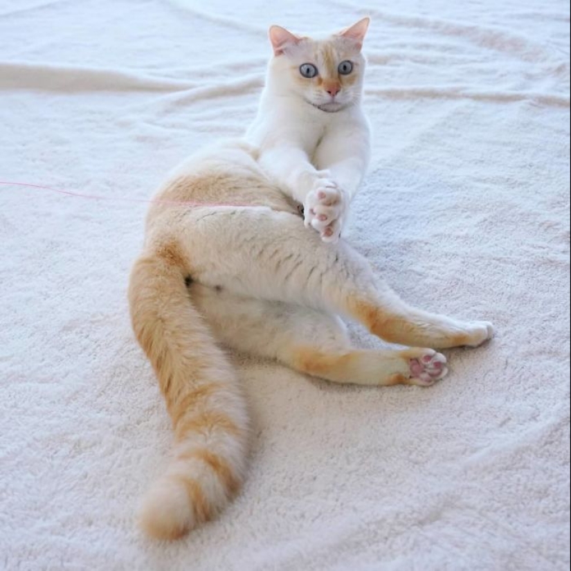 Este gato de Japón baila mucho más fresco que tú, y aquí hay 25 pruebas