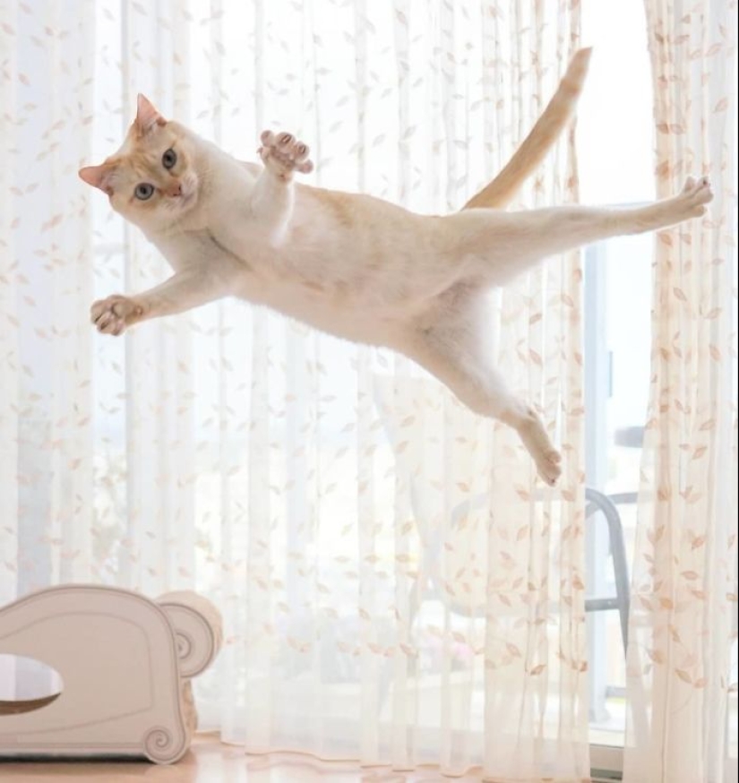 Este gato de Japón baila mucho más fresco que tú, y aquí hay 25 pruebas