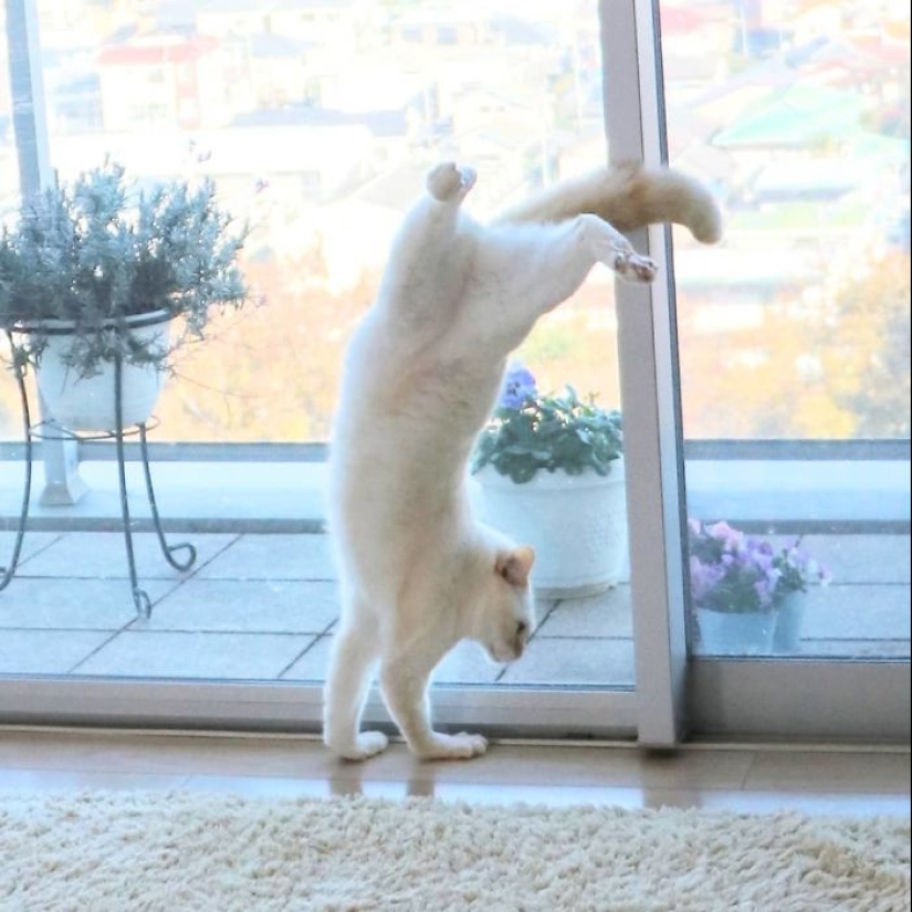 Este gato de Japón baila mucho más fresco que tú, y aquí hay 25 pruebas