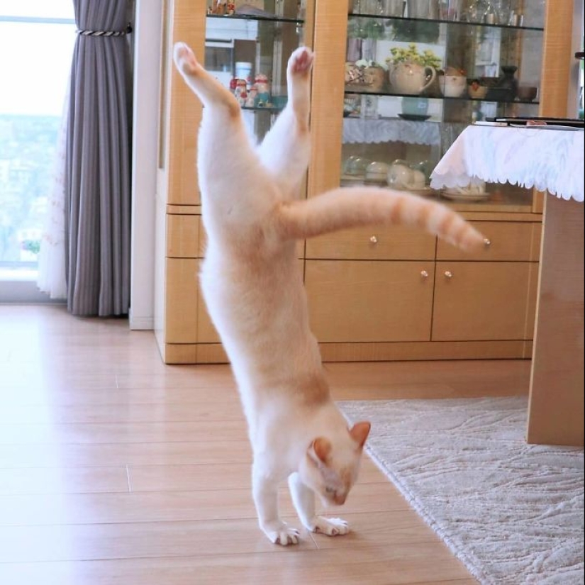 Este gato de Japón baila mucho más fresco que tú, y aquí hay 25 pruebas