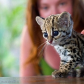 Estos adorables ocelotes