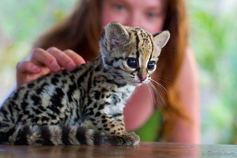 Estos adorables ocelotes