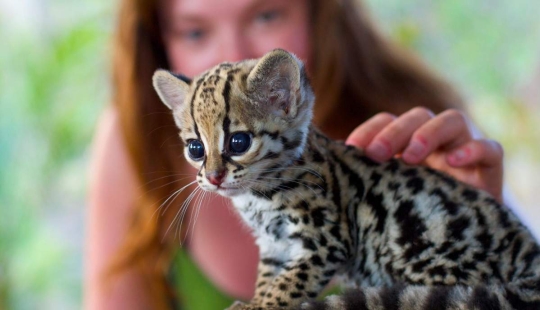 Estos adorables ocelotes