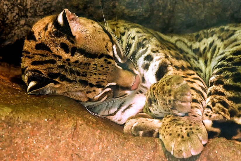 Estos adorables ocelotes