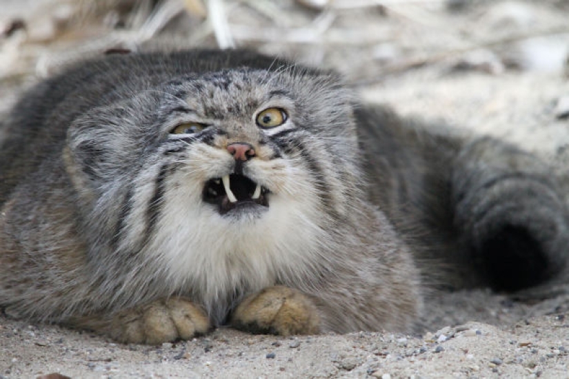 Estos animales nunca se convertirán en las estrellas de Animal Planet