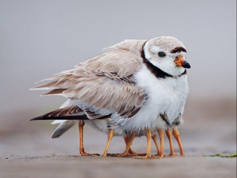 Estos animales te enseñarán a ser buenos padres